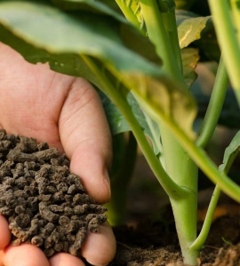 Phân bón hữu cơ góp phần phát triển nông nghiệp sạch