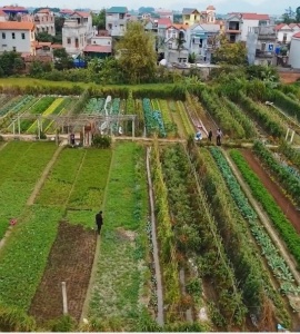 Kỹ thuật ủ phân hữu cơ vi sinh bón rau xanh tốt